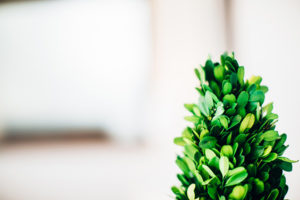Photograph of plant
